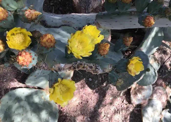 Historic Valle Verde Ranch Guest house